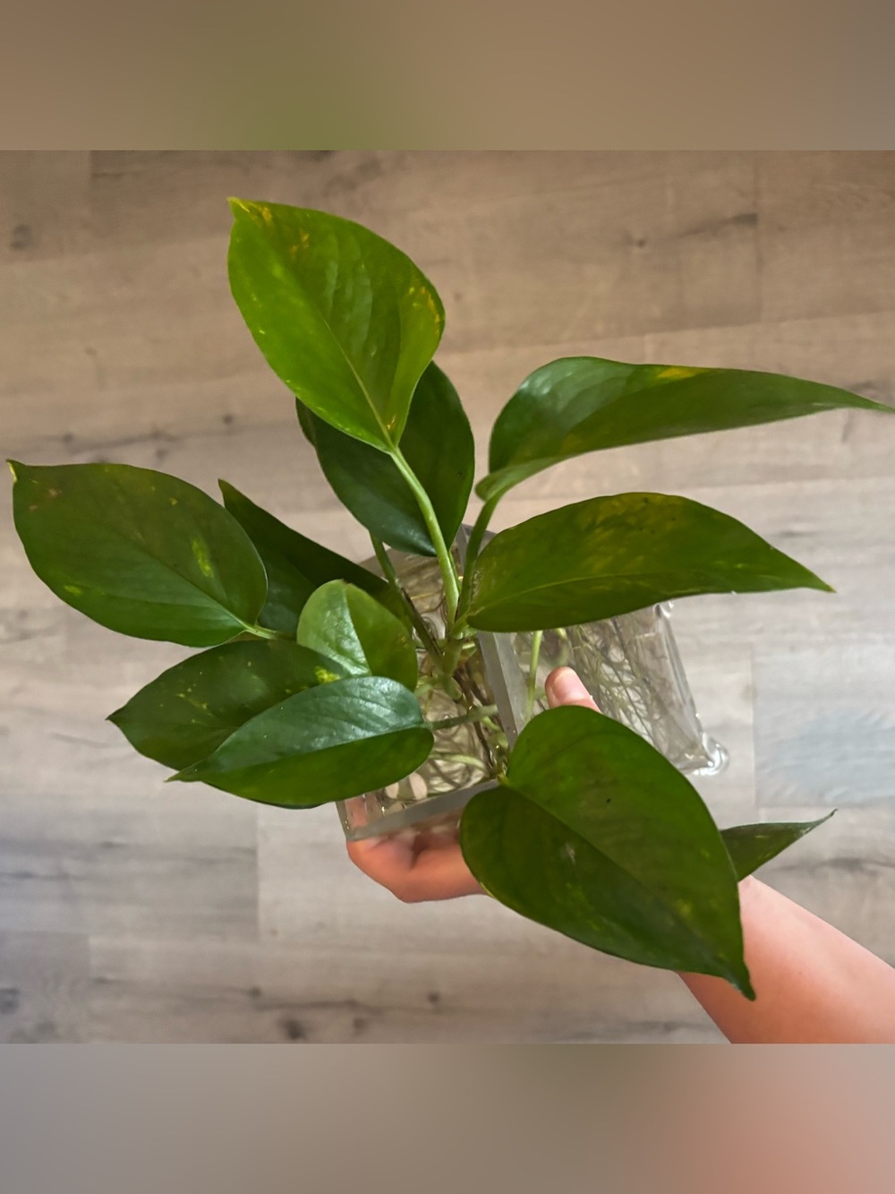Golden Pothos Cuttings with Light Variegation (Set of 4 Cuttings)